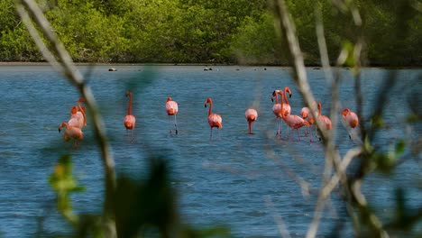 Bandada-De-Flamencos-Se-Alimentan-Y-Caminan-A-Través-De-Agua-Salada,-Vista-Detrás-De-Los-árboles-Del-Bosque-De-Manglares