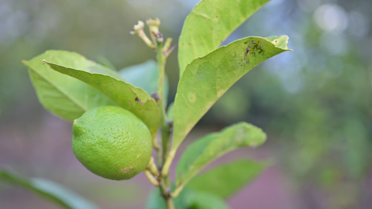 Close-up de um limão verde não maduro crescendo em um galho de árvore cítrica com um plano de fundo natural suave