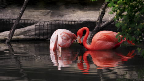 a pair of caribbean flamingo feeding on the water, medium shot