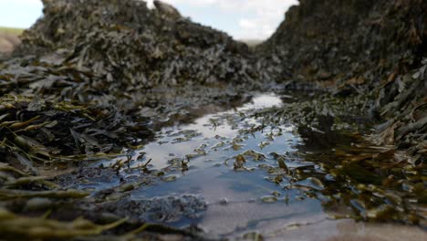 a shallow depth of field looks out over a small, still reflective rock pool of seawater with bladder wrak seaweed in the foreground in summer