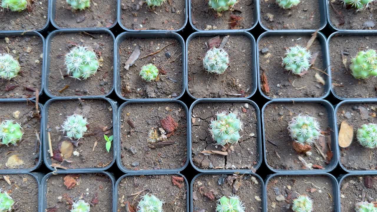 filas de cactus en un entorno de invernadero