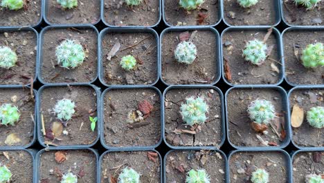 rows of cacti in a greenhouse setting