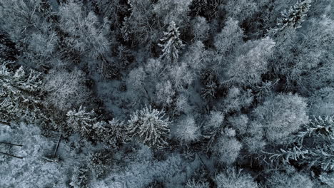 Vista-Superior-De-Drones-Aéreos-Del-Suelo-Del-Bosque-Cubierto-De-Nieve-En-Un-Paisaje-De-Invierno-Frío-En-El-Paisaje-Rural