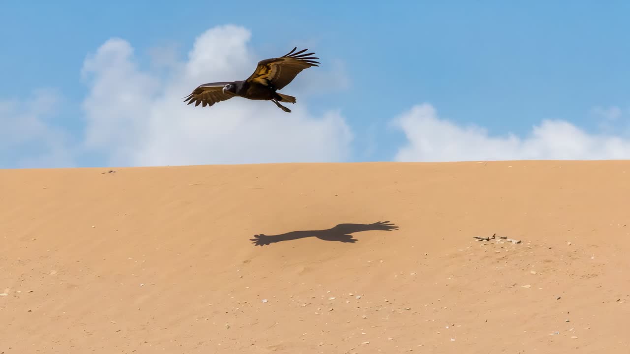 Grande uccello marrone che plana avvicinandosi alla cresta della duna, basso sulla sabbia, estendendo le zampe per atterrare, proiettando un'ombra