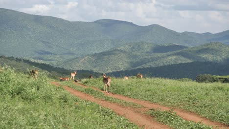 Impalas-wander-along-dirt-road-in-mountain-landscape-of-Somkhanda-Game-Reserve