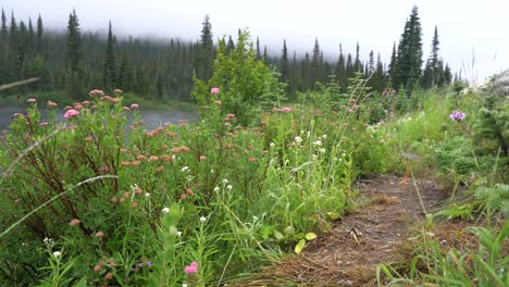 Summer-wildflowers-on-a-misty-lake-background-at-one-of-Mt