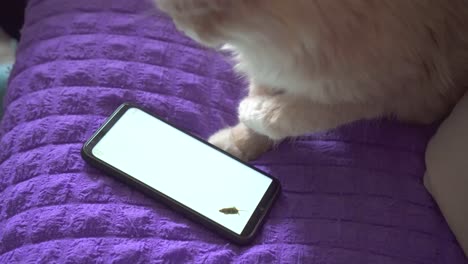 games and apps on your smartphone for pets