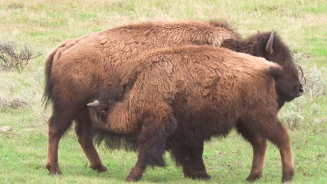 bison with grown calf nursing at yellowstone national park in wyoming