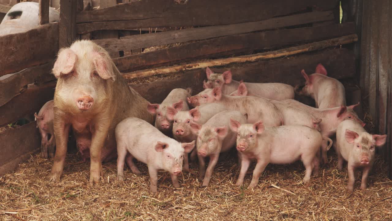 Mother pig with piglets in a barn