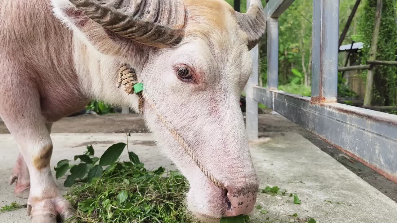 물 버팔로 (white water buffalo) 는 풀을 먹는다.