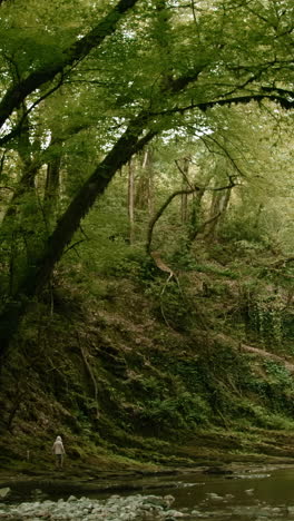 a person walks along a forest stream