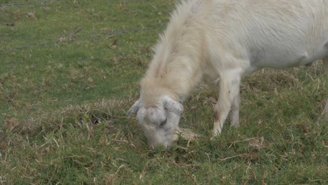 Male-Feral-Goat-Grazing-On-Green-Pasture---Domestic-Farm-Animal-In-Queensland,-Australia---close-up,-slow-motion