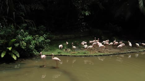 pink flamingos in a tropical environment