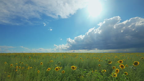 Cinematic-aerial-gimbal-slow-motion-Denver-Colorado-sunny-summer-heavy-rain-thunderstorm-afternoon-stunning-farmers-sunflower-field-for-miles-front-range-Rocky-Mountain-landscape-pan-to-the-right