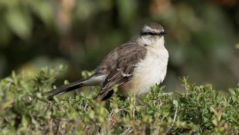 a chalk-browed mockingbird in a backyard at eye level