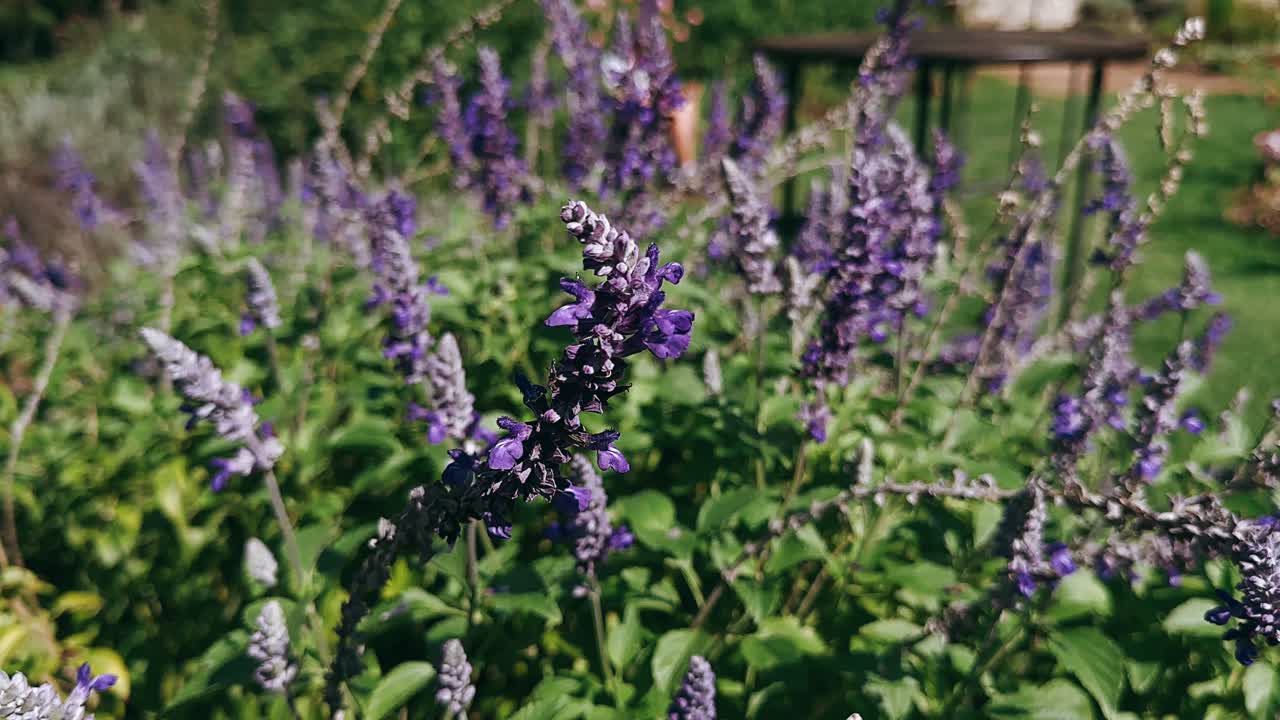 Purple Sage Flowers in Garden
