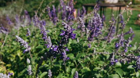 purple sage flowers in garden