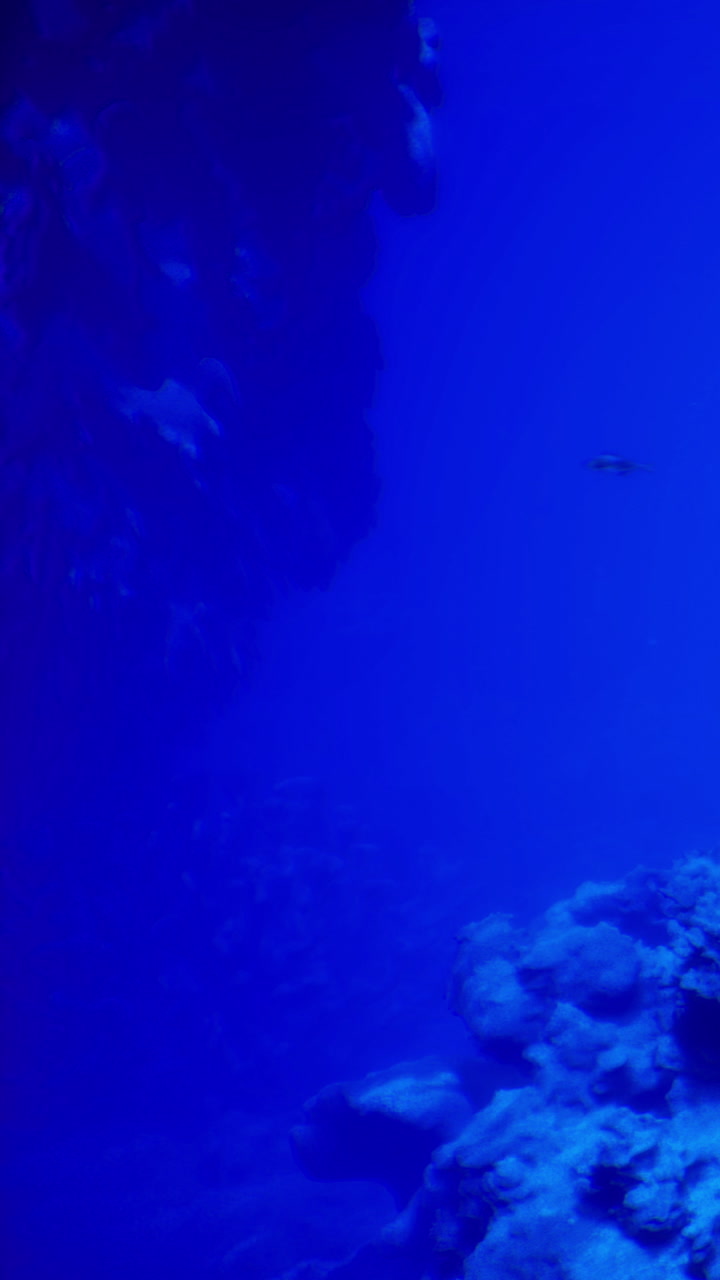 Underwater exploration reveals vibrant life in deep blue ocean depths