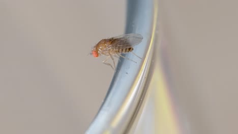 transluscent yellow orange opaque fruit fly still as light passes around it