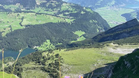 Callistephus-Asteraceae-Flores-En-Rautispitz-Alpes-Suizos