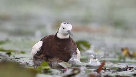 jacana de cola de faisán escondiendo pollitos bajo sus alas para salvarlos de la lluvia
