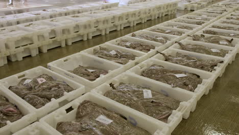 fresh monkfish lined up in plastic containers ready for auction inside fraserburgh harbour fish market, aberdeenshire, scotland