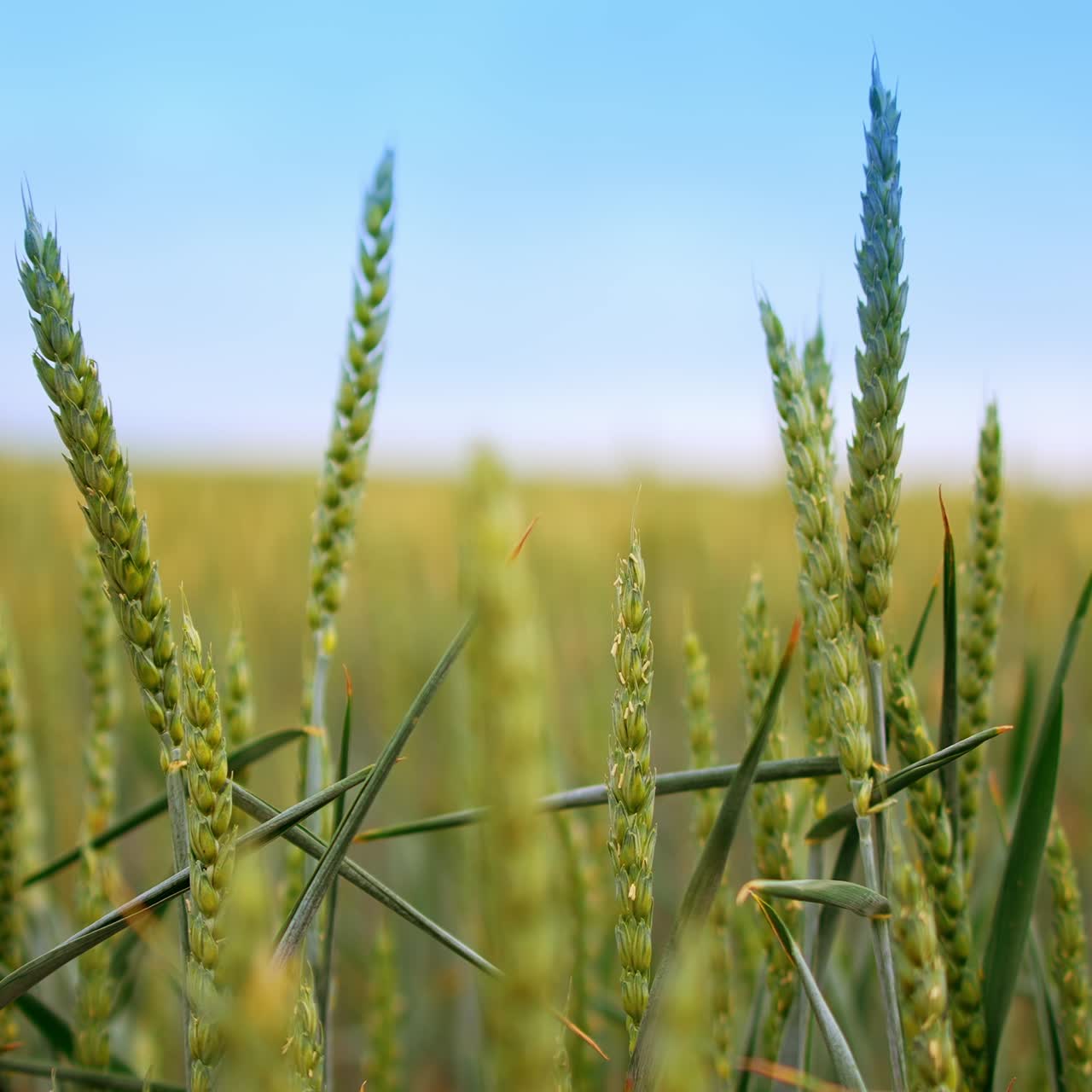 Spikelets of green wheat swaying in the wind. Ripening ears of wheat in the field at sunset. Close up. Blurred backdrop