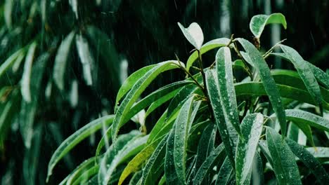 Revelación-Lenta-De-Gotas-De-Lluvia-Que-Golpean-Las-Hojas-En-La-Planta-Durante-El-Día-Nublado-En-Cámara-Lenta