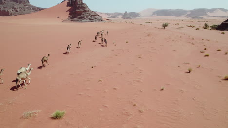 Wild-Camels-Among-Sahara-Desert,-Algeria---aerial-drone-shot