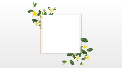 border design with pretty white and yellow flowers