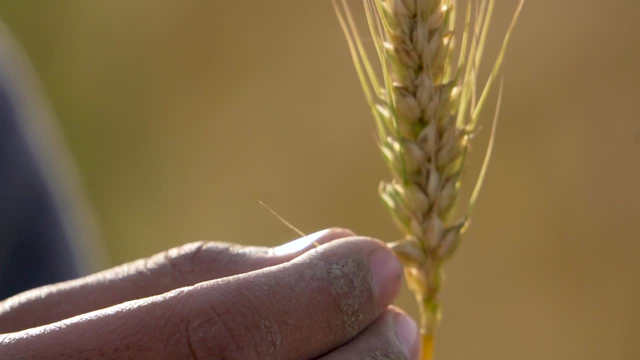 primer plano de un agricultor recogiendo un grano de trigo, listo para la cosecha