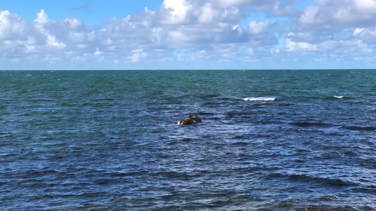 바다 한가운데의 바위 위에 있는 두 마리의 새
