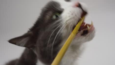 gato blanco masticando lamendo una golosina contra un fondo blanco suave, todavía de marco medio, sereno, termina el golosina con un palo desnudo