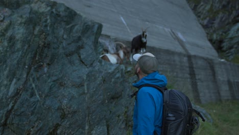 un excursionista mirando hacia arriba a un rebaño de cabras en una roca cerca de la estructura de la presa en valmalenco, italia