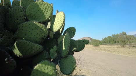 Blick-Auf-Einen-Kaktus,-Der-Nahtlos-In-Die-Majestätische-Antike-Pyramide-Der-Sonne-übergeht,-Vor-Einem-Leuchtend-Blauen-Himmel-In-Teotihuacan,-Mexiko