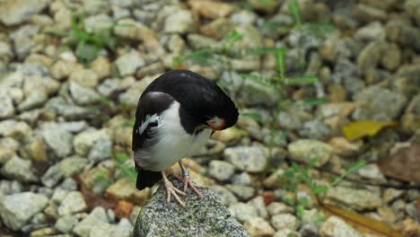 javan pied starling posado en una roca, arreglando, limpiando y limpiando sus plumas, fotografía de cerca de una especie de ave en peligro crítico de extinción