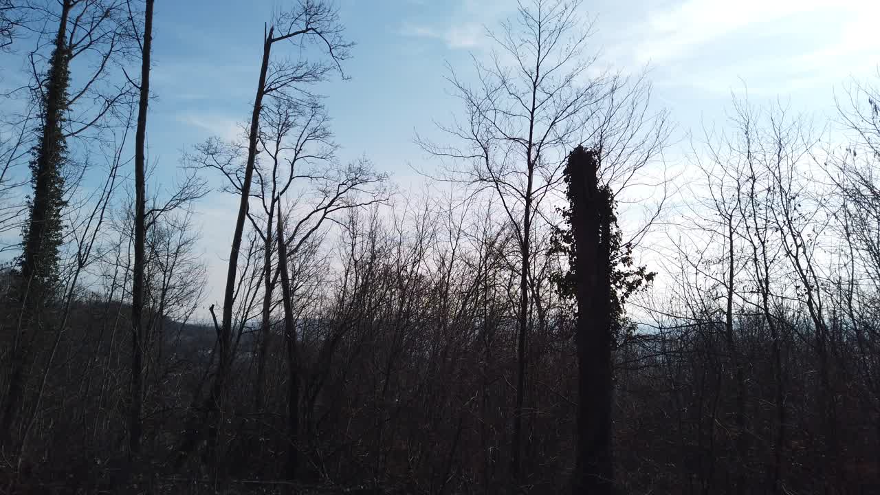 A serene video capturing the silhouettes of trees against the sky at Malzéville Plateau, filmed from a low angle, showcasing the natural beauty of the landscape.