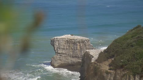 colony of gannets