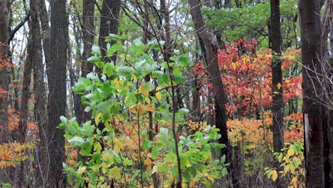 leaves on tree with wind