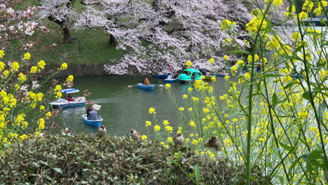 Pequeños-Pájaros-Vuelan-Y-Juegan-En-Las-Hojas-De-Los-Arbustos-En-El-Parque-Chidorigafuchi-Con-Flores-De-Cerezo