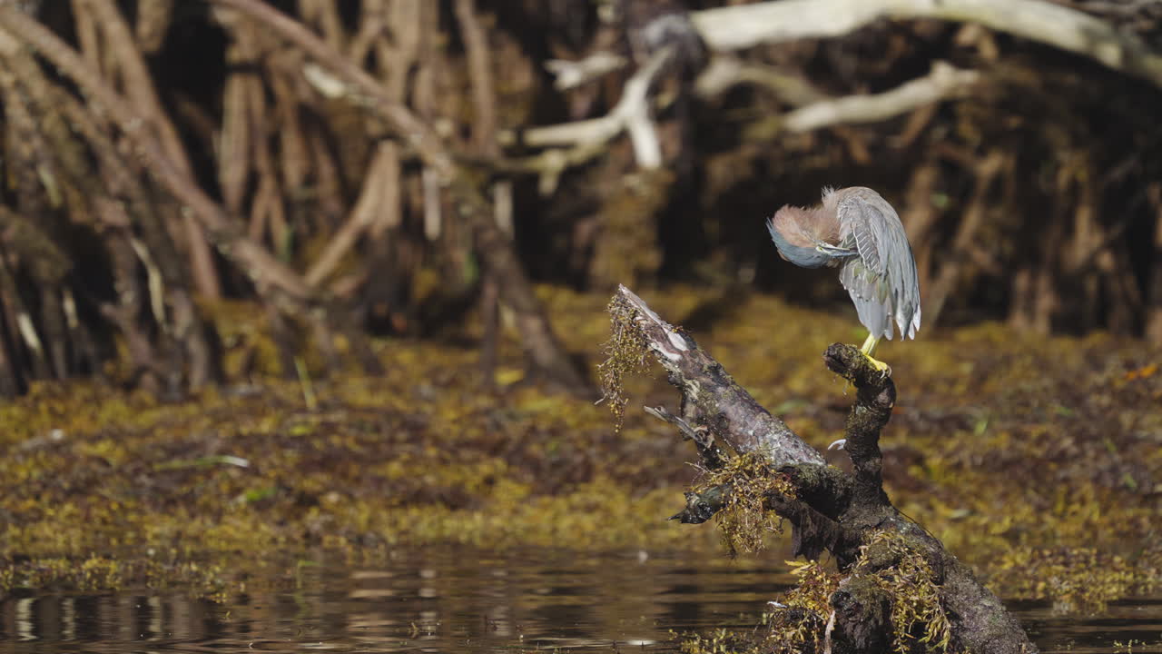 Green Heron Preening Feathers on Mangrove Stump with Seaweed