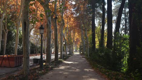 otoño dorado. camino rodeado de árboles de colores