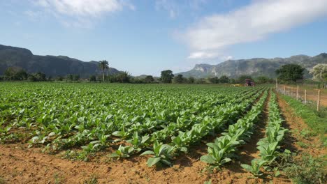 young tobacco field and tractor preparing the land  far away