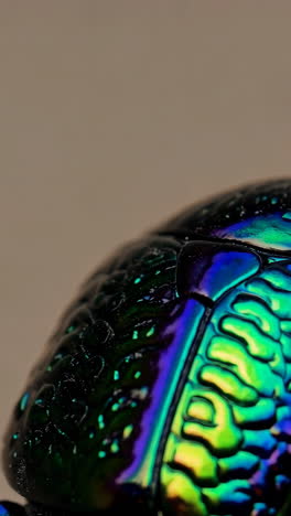 close-up of an iridescent beetle