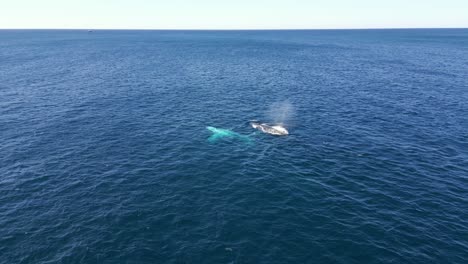 La-Vista-Aérea-De-Las-Ballenas-Aparece-En-La-Superficie-Del-Océano-Azul-Respirando-Durante-La-Temporada-De-Migración