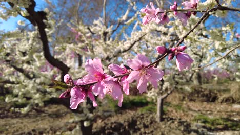 Hochzeitsfeier-Nacht-Rosa-Blüte-Pfirsich-Mandel-Aprikosenbaum-Blüht-Im-Frühling-Saison-Zeit-Bauern-Landwirtschaft-Menschen-Lokale-Einheimische-Kultur-Festival-Zeremonie-Glückliches-Ereignis-Sonniger-Tag-Abendessen-Zeit-Wald