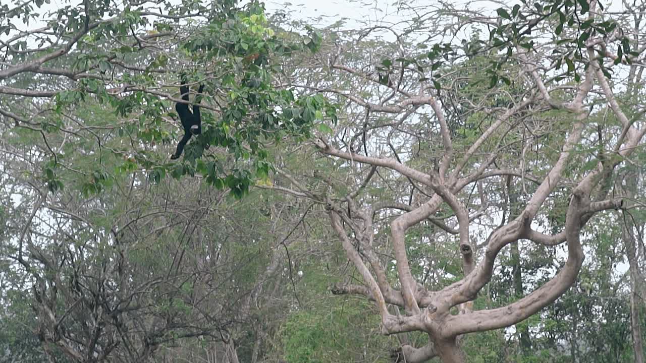 el macaco negro gracioso pasa el tiempo colgado en un árbol tropical