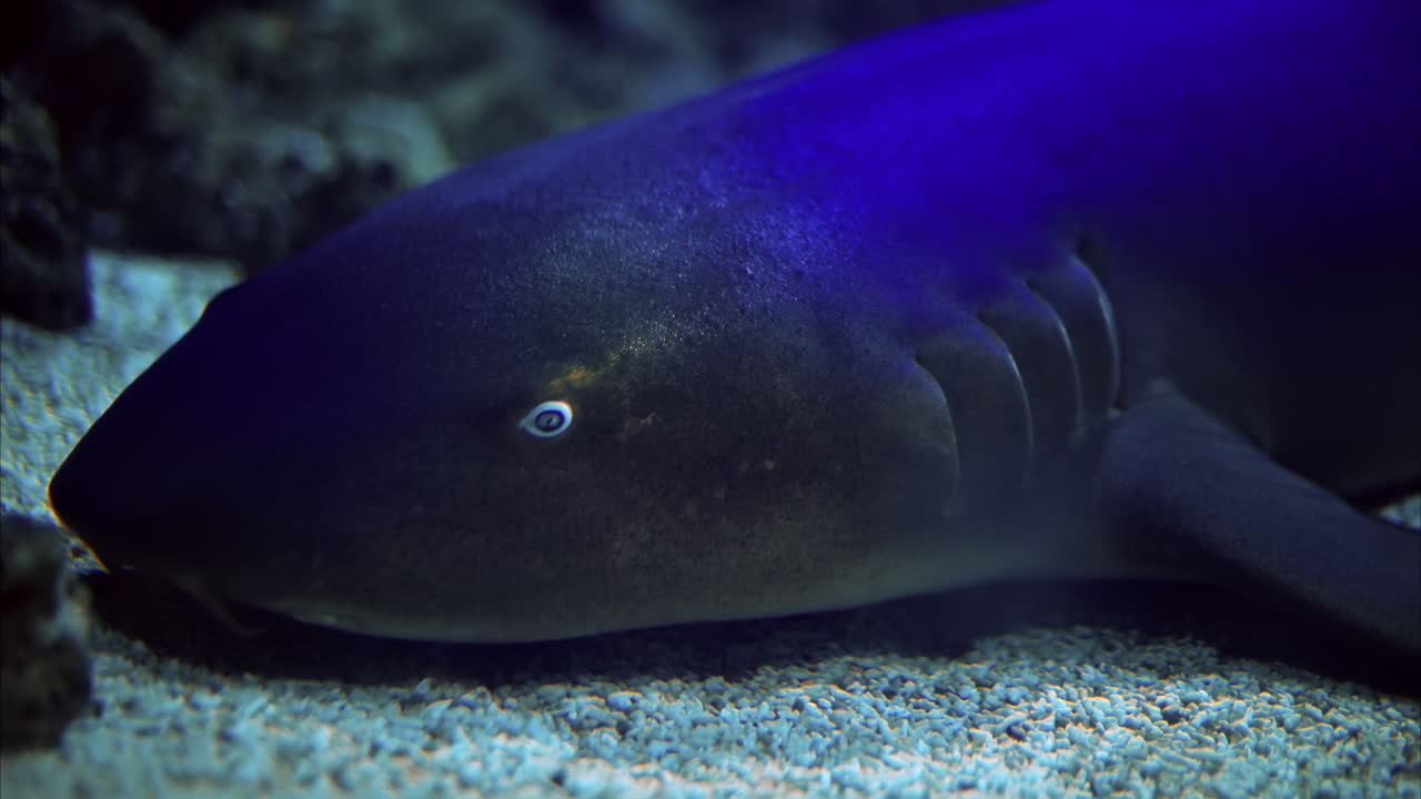 Close up of a Nurse shark in the water