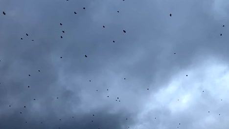 bandada de pájaros negros volando contra el cielo nublado gris 2