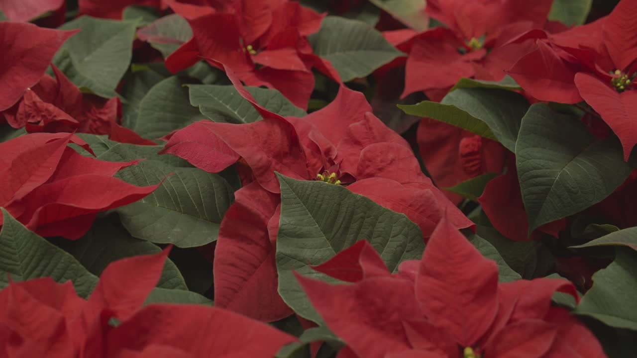 Estrela de Natal vermelha. Poinsétia. Euphorbia pulcherrima